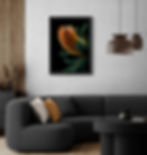 Heath-Leaved Banksia - Botanical wall art - Nature photography print by Nadia Culph