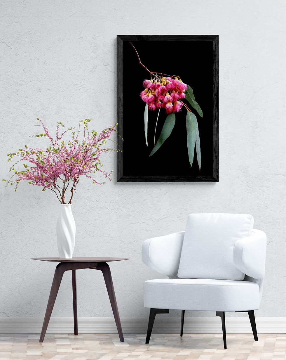 Pink Gum Blossoms ~Australian Floral Wall Art ~ Fine Art Photography Print by Nadia Culph