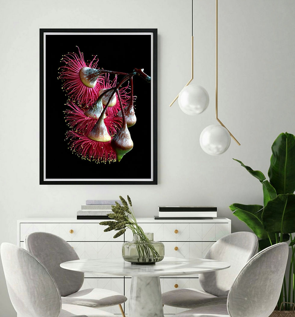 Thumbnail: Lux in Tenebris ~ Silver Princess Gum Blossoms Wall Art ~ Fine Art Photography by Nadia Culph therandomimage.com