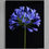 Thumbnail: Agapanthus ~ Still Life Flower Art - Blue floral photography print by Nadia Culph