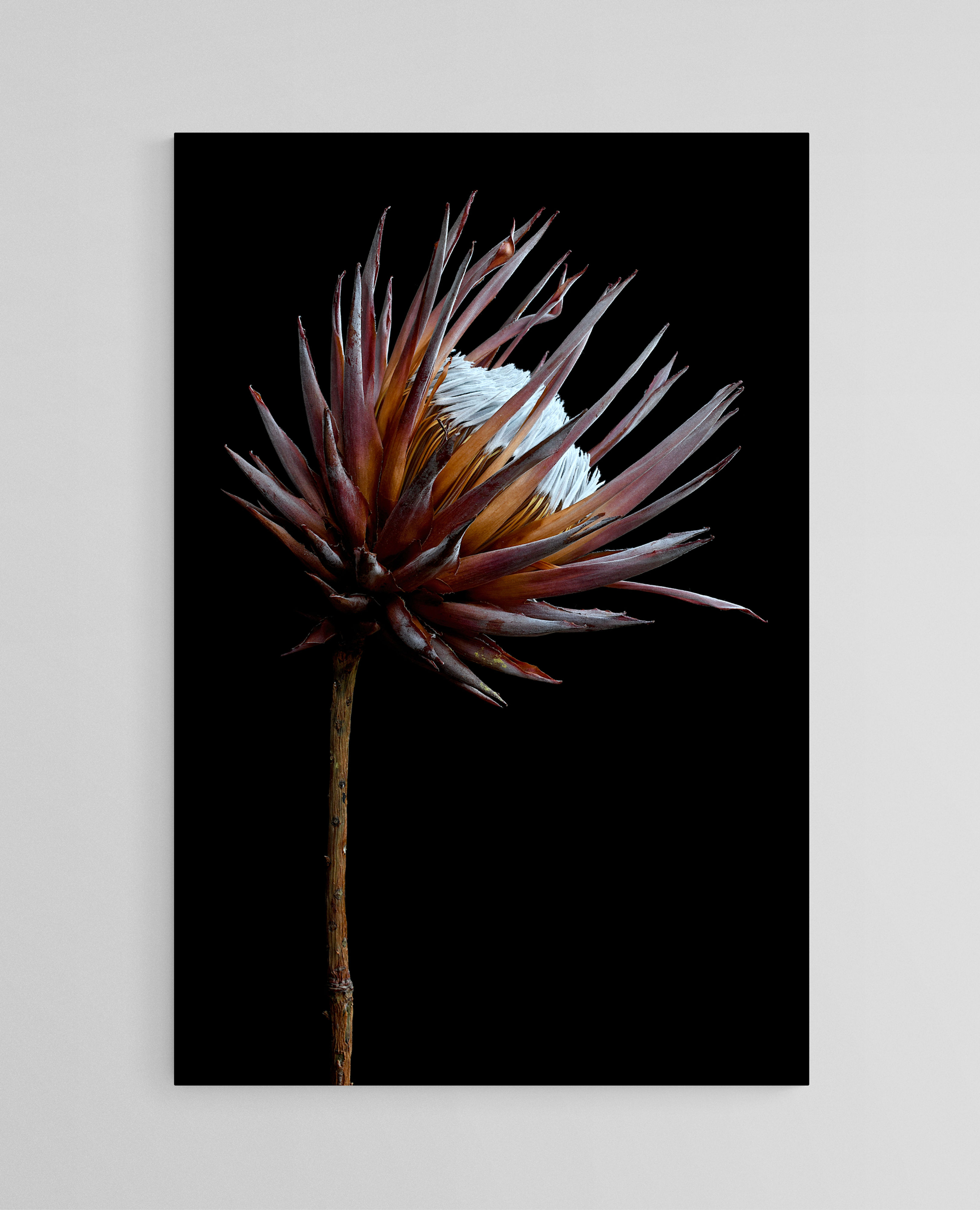 Dried King Protea - Earthy floral wall art print - Fine Art Photography by Nadia Culph