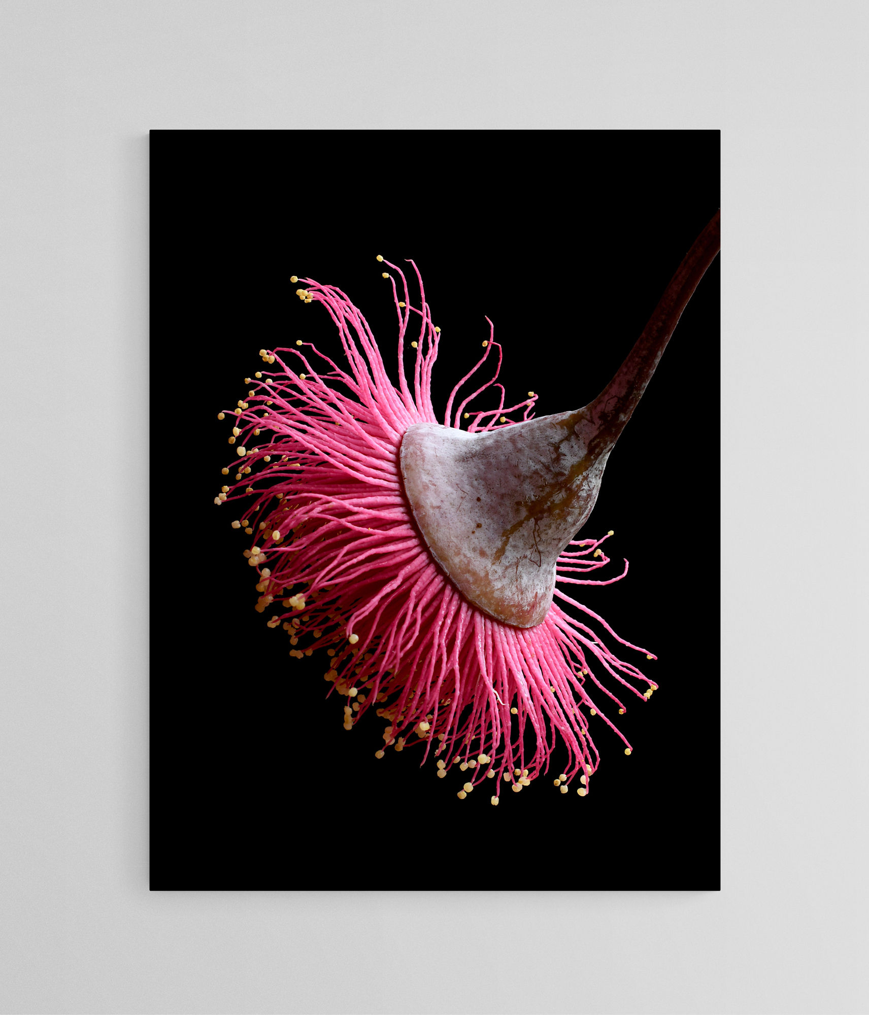 Princess Blossom - Australian flower print - Pink and black botanical wall art - Photography by Nadia Culph