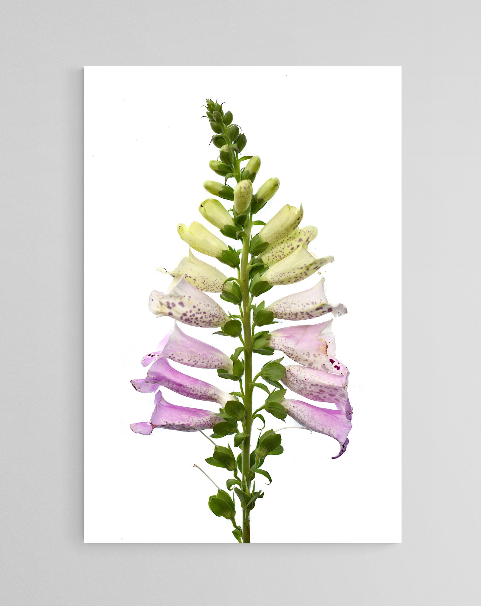 Pink Foxglove - Printable Purple and white floral wall art - Digital download by Nadia Culph