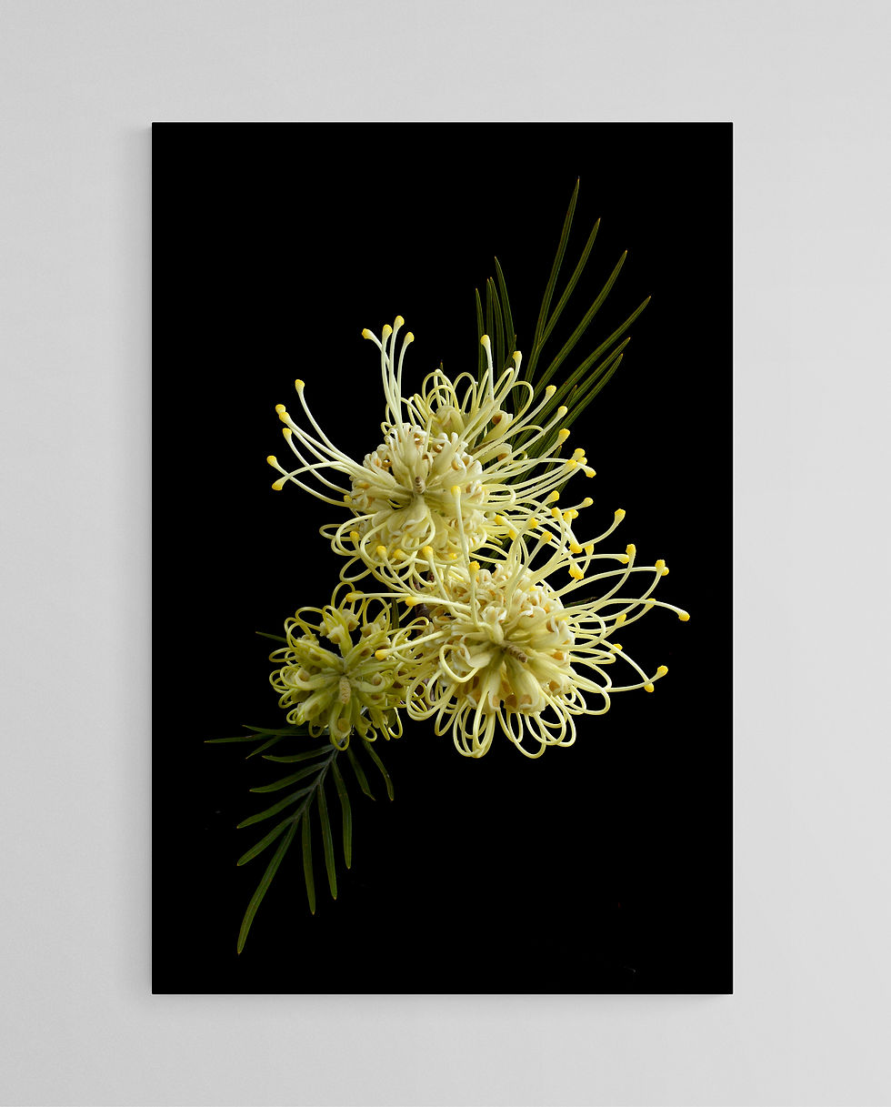 Moonlight Grevillea print - Australian botanical wall art - nature photography - still life artwork by Nadia Culph