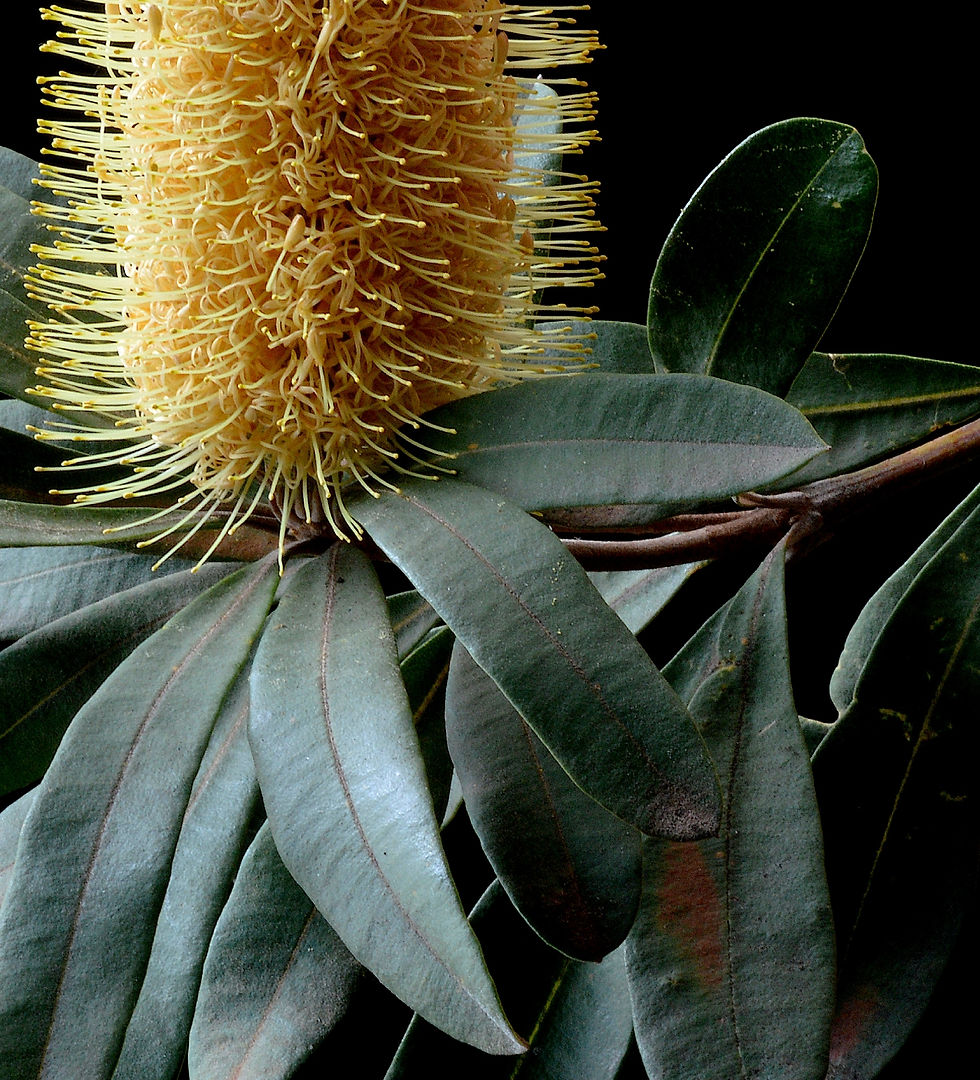 Thumbnail: Banksia Branch ~ Australian Native Flora Artwork - Photography print by Nadia Culph