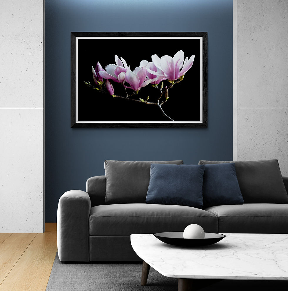 Thumbnail: Magnolia × Soulangeana - Flower Still Life Wall Art Print - Fine Art Photography by Nadia Culph