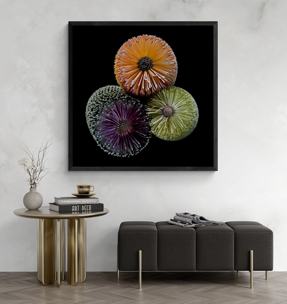 Banksia Three ~ Australian Floral Wall Art ~ Botanical Photography Print by Nadia Culph