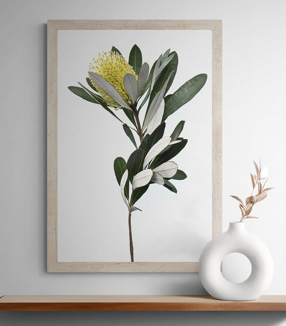 Coastal Banksia Stem Australian botanical wall art - Photography Print by Nadia Culph