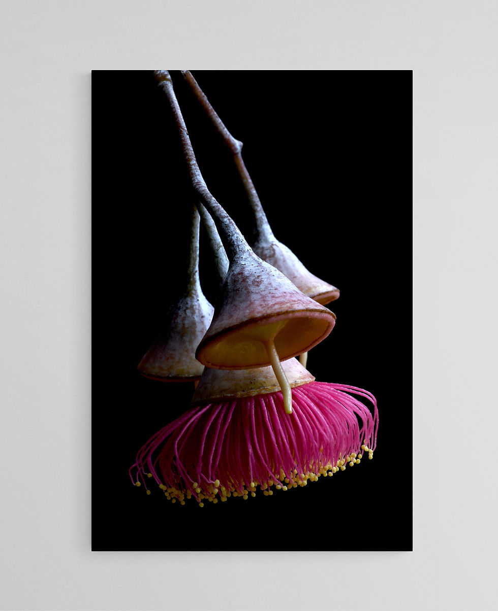 Princess Gum Flower - Australian Eucalyptus artwork - Botanical wall art - Photography print by Nadia Culph