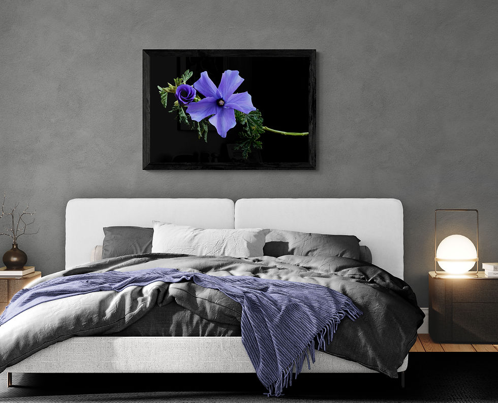 Thumbnail: Liliac Hibiscus Flower - Australian native flower print - Purple floral wall art - Photography by Nadia Culph