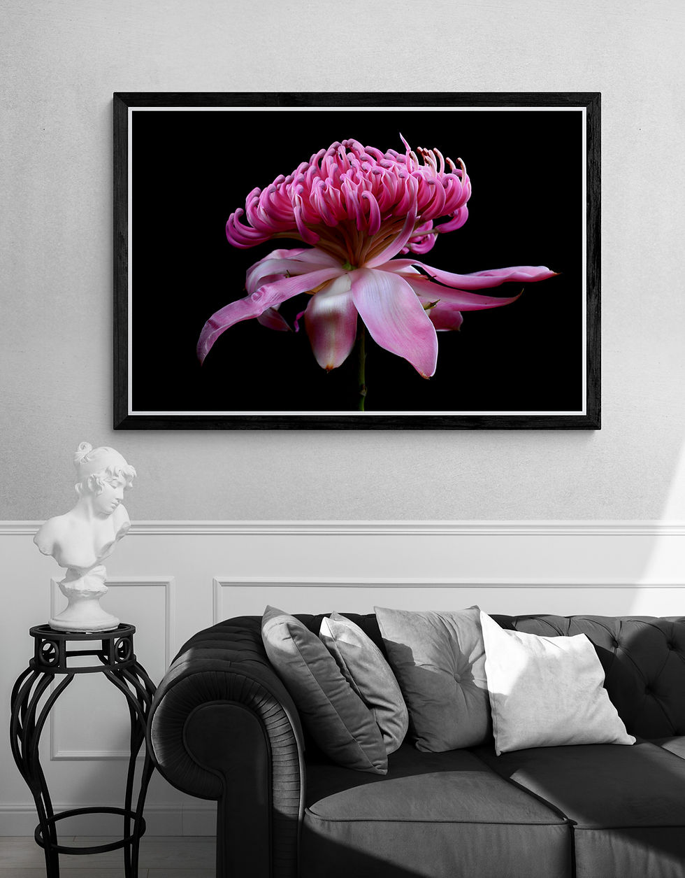 Pink Passion Waratah - Still life flower - Australian nature wall art print - photography by Nadia Culph
