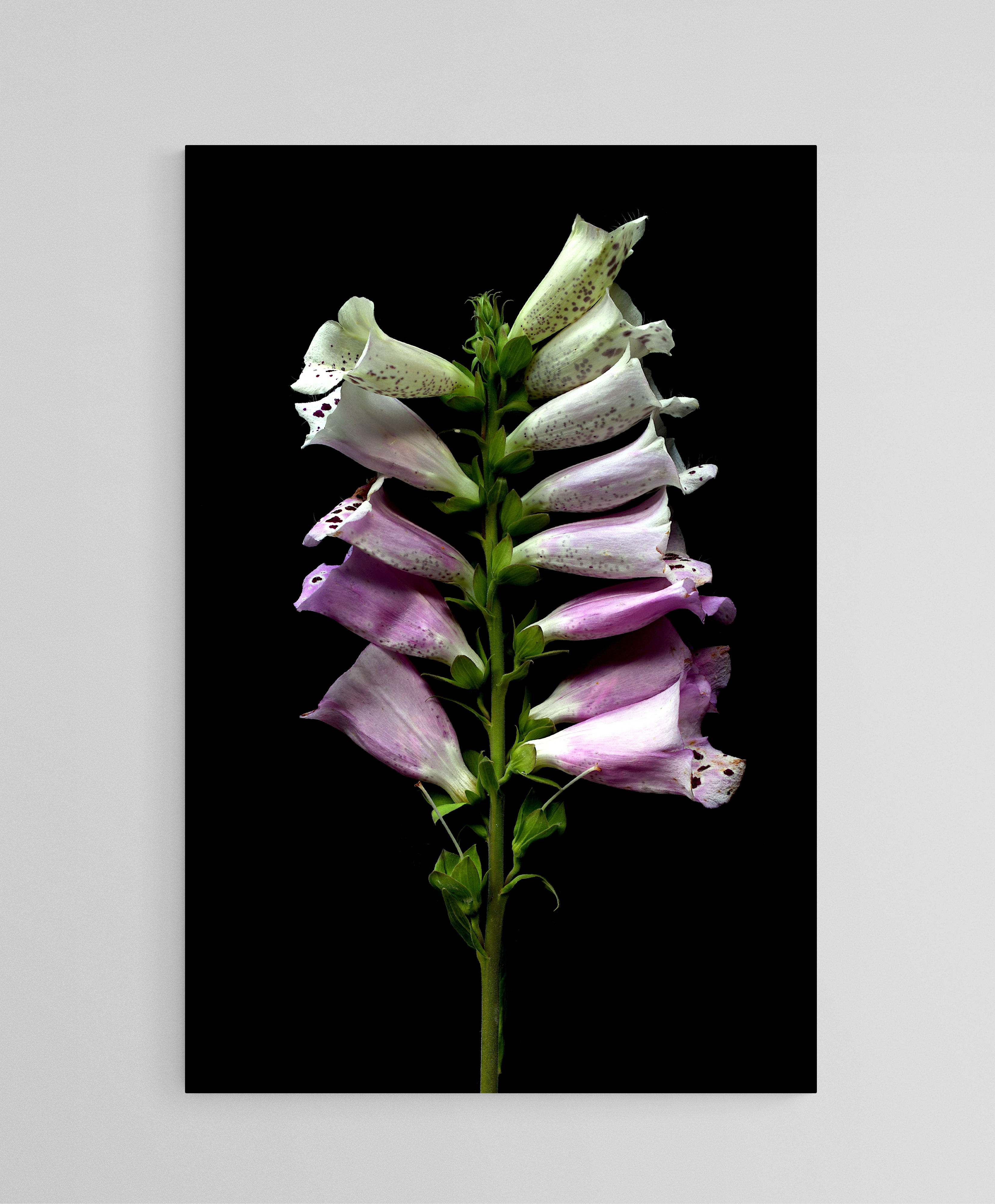 Fox Gloves - Purple and white floral wall art - Flower photography print by Nadia Culph