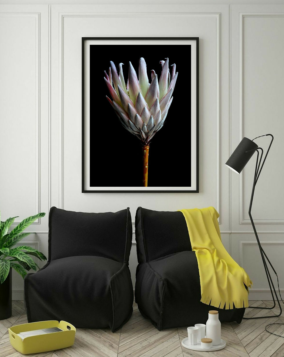 Protea On Black ~ Flower Photography Print - Floral wall art by Nadia Culph