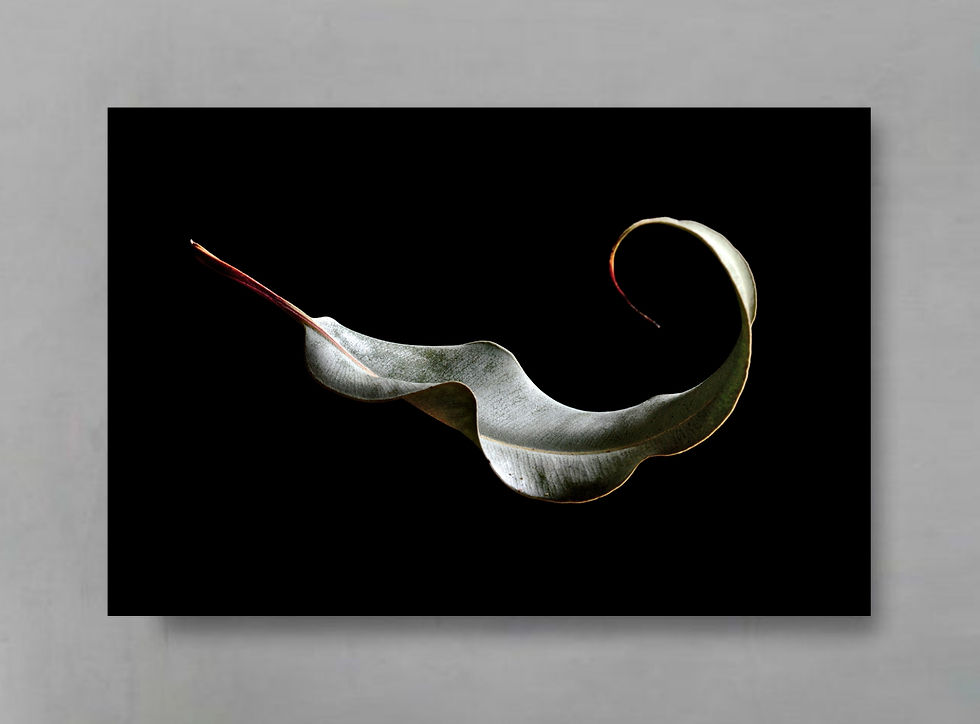 Folium Corymbia ~ Australian Botanical Print ~ Large Leaf Art by Nadia Culph therandomimage.com