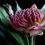 Thumbnail: Pink Waratah - Australian flower artwork - Floral wall art - Photography print by Nadia Culph
