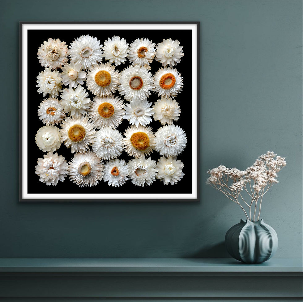 White Paper Daisies ~ Square Floral Wall Art Photography Print by Nadia Culph