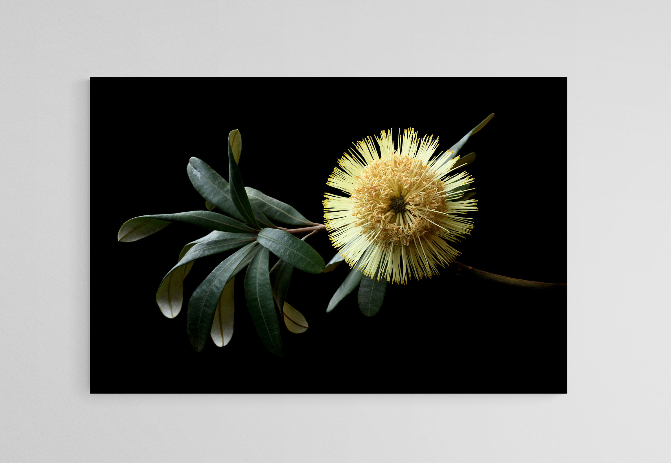 Banksia Integrifolia print - Moody floral wall art - Dark botanical photography print by Nadia Culph