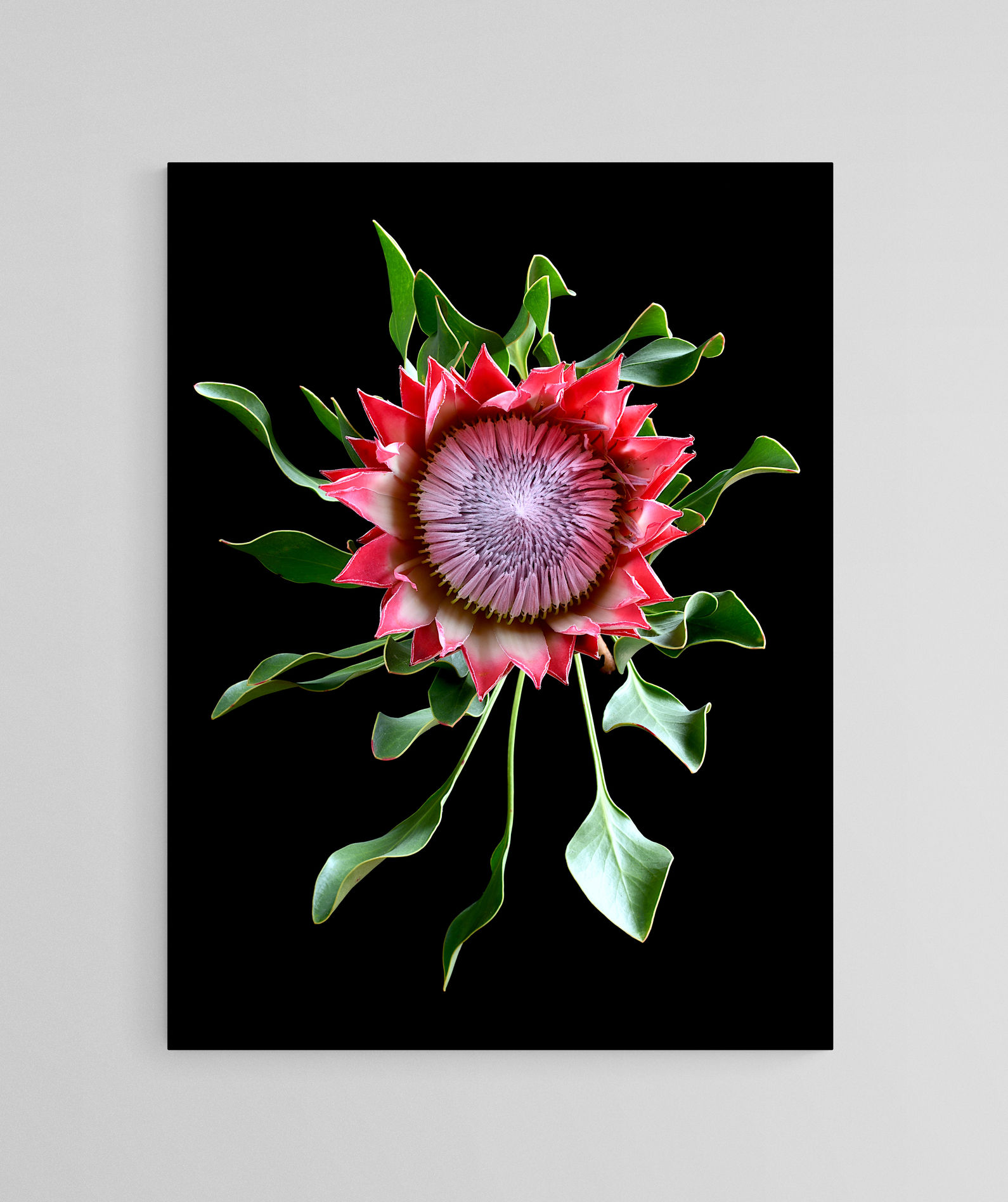 Pink King Protea - Flower wall art - Floral artwork - Still life photography print by Nadia Culph