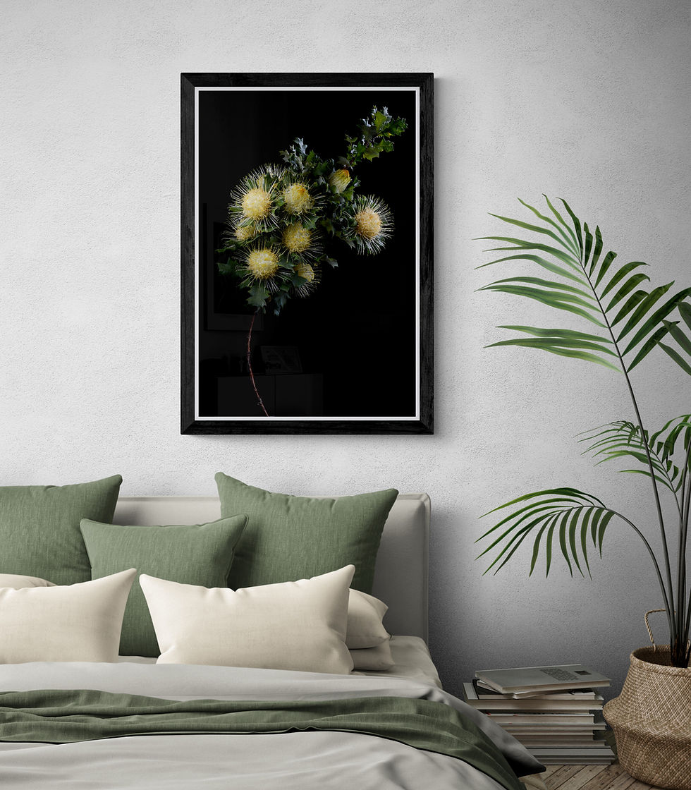 Urchin Dryandra Flowers - Australian floral photography print - Still life artwork by Nadia Culph