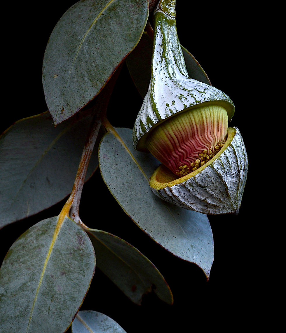 Thumbnail: Eucalyptus Macrocarpa blossom - Australian wall art print - Botanical photography by Nadia Culph