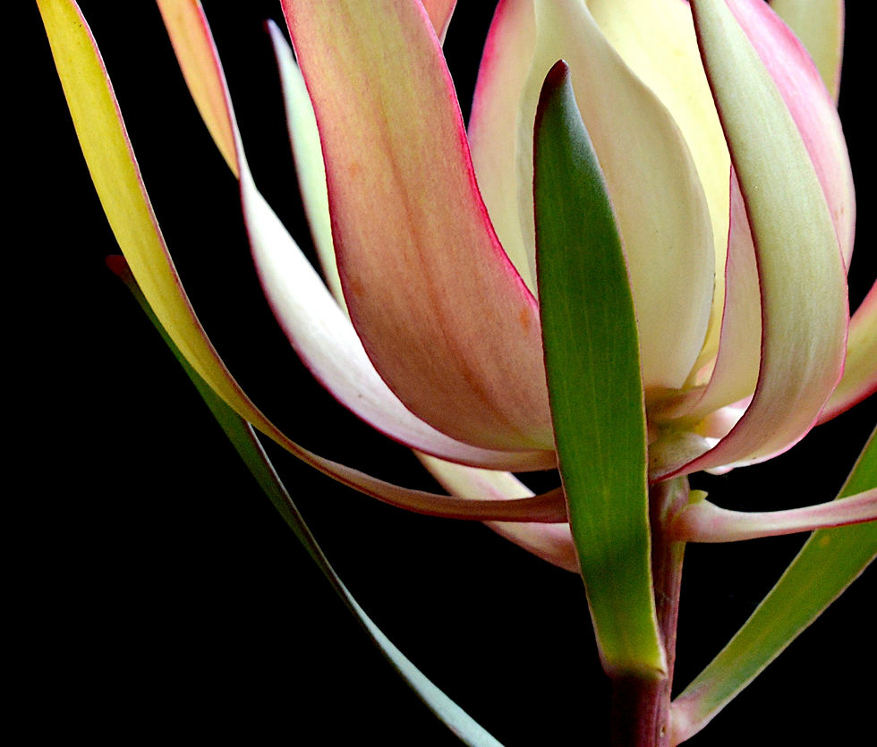Thumbnail: Leucadendron ~ Fine Art Flower Photography Print by Nadia Culph