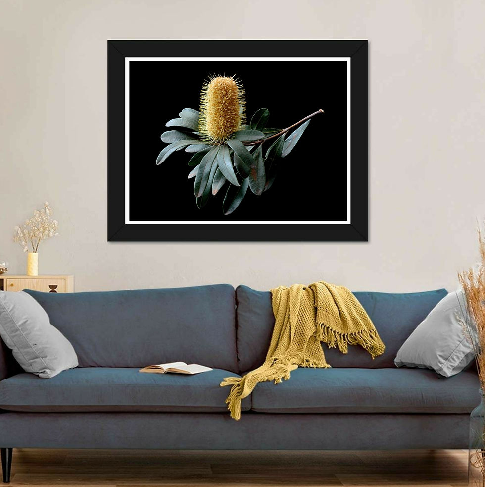 Thumbnail: Banksia Branch ~ Australian Native Flora Artwork - Photography print by Nadia Culph