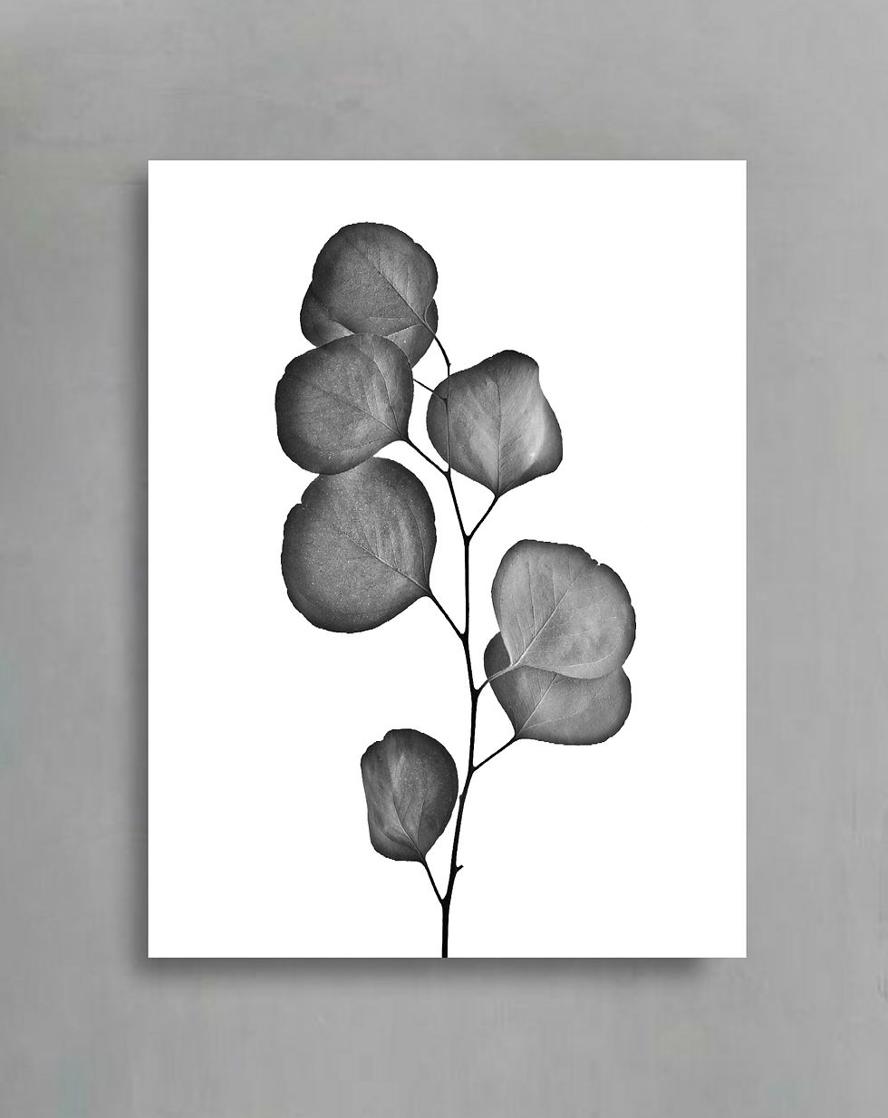 Thumbnail: Silver Dollar Diptych ~ Black and White Photography Prints - Australian wall art by Nadia Culph