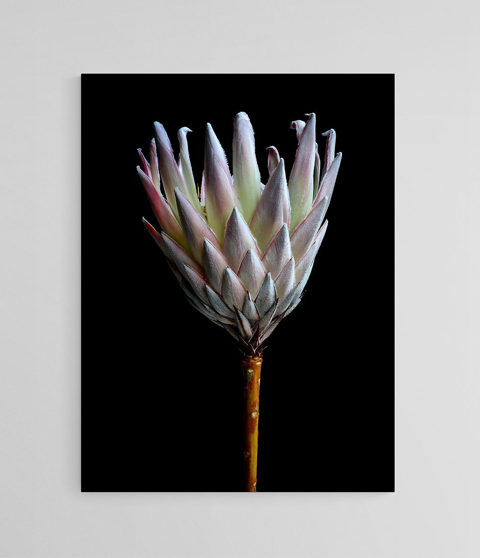 Protea flower print - floral wall art - botanical still life - photography by Nadia Culph