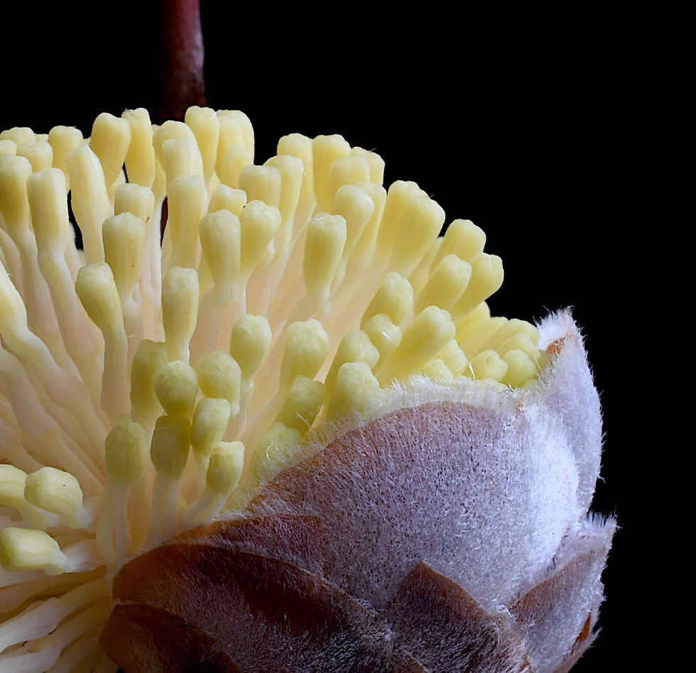 Thumbnail: Hakea Blossoming - Australian botanical wall art - Nature photography print by Nadia Culph