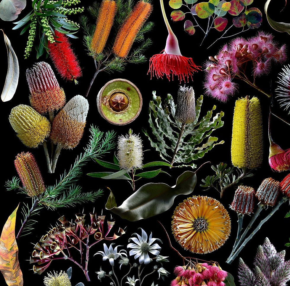 Thumbnail: Wildflowers of Australia - Colourful floral wall art - Photgraphy collage print by Nadia Culph