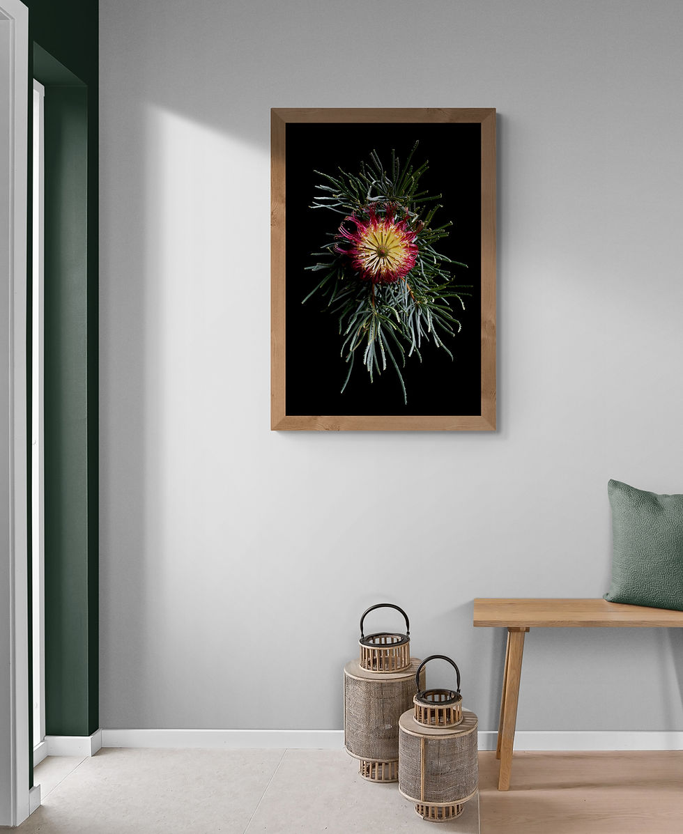 Thumbnail: Red Swamp Banksia - Australian botanical wall art - Nature photography print by Nadia Culph