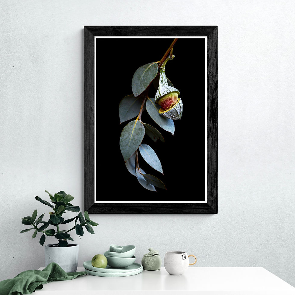 Eucalyptus Macrocarpa blossom - Australian wall art print - Botanical photography by Nadia Culph