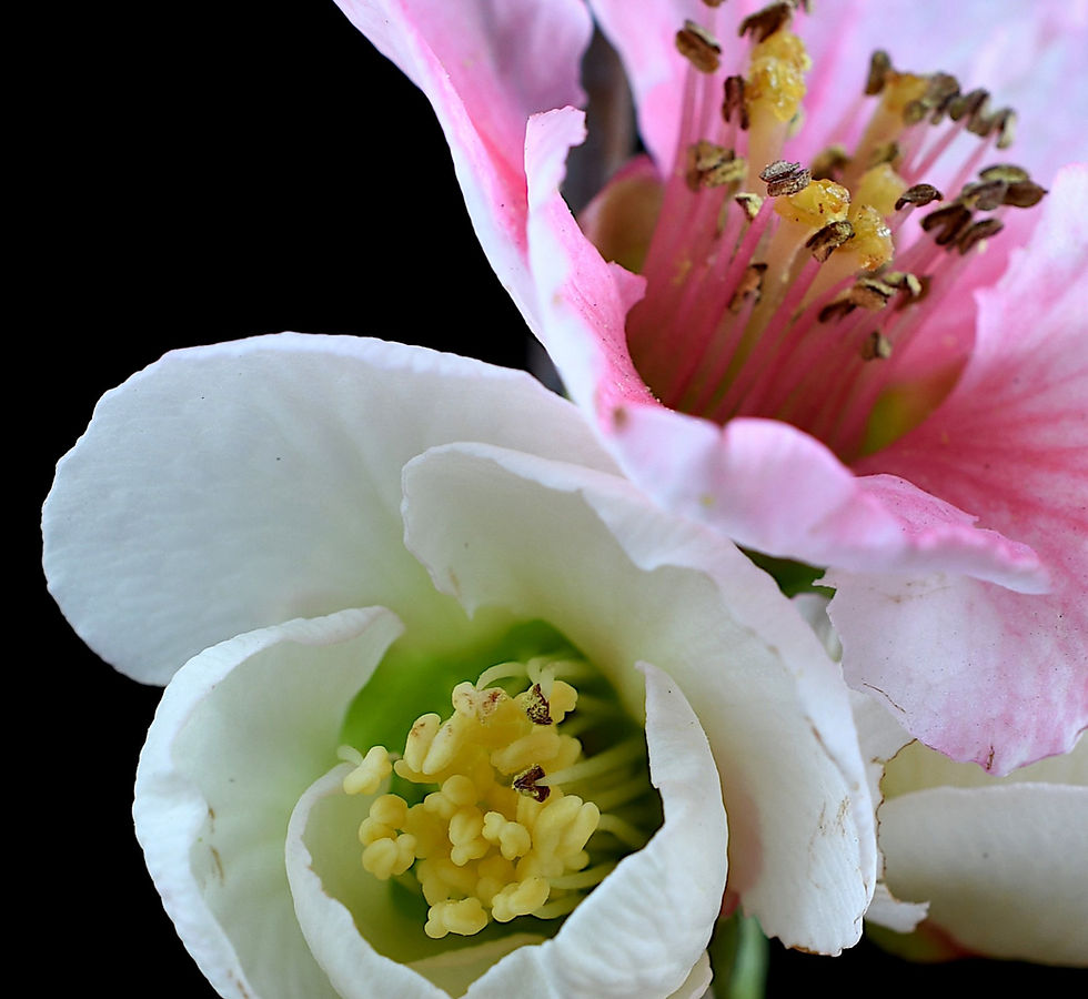 Thumbnail: Pink & White Flowering Quince - Macro photography print - Floral wall art by Nadia culph therandomimage.com