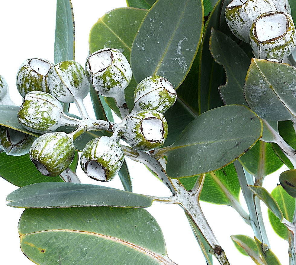 Thumbnail: Eucalyptus Tallerack - Australian botanical photography print - Nature wall art - Artwork by Nadia Culph