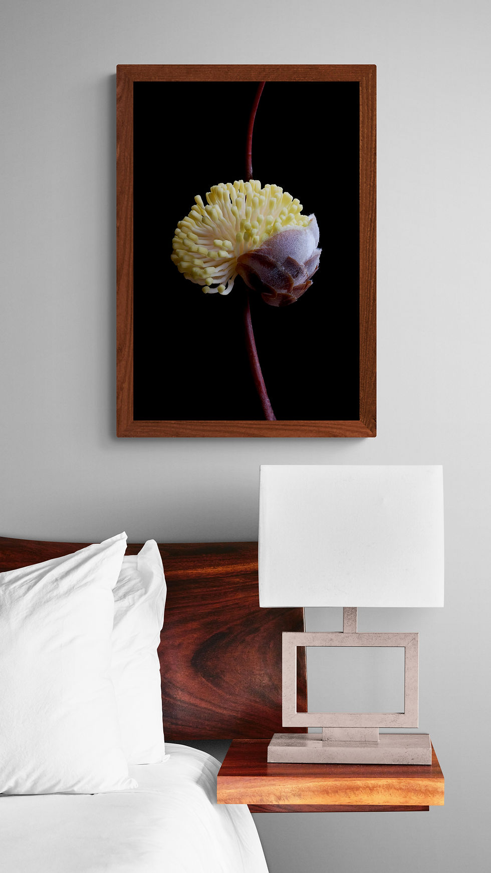 Thumbnail: Hakea Blossoming - Australian botanical wall art - Nature photography print by Nadia Culph