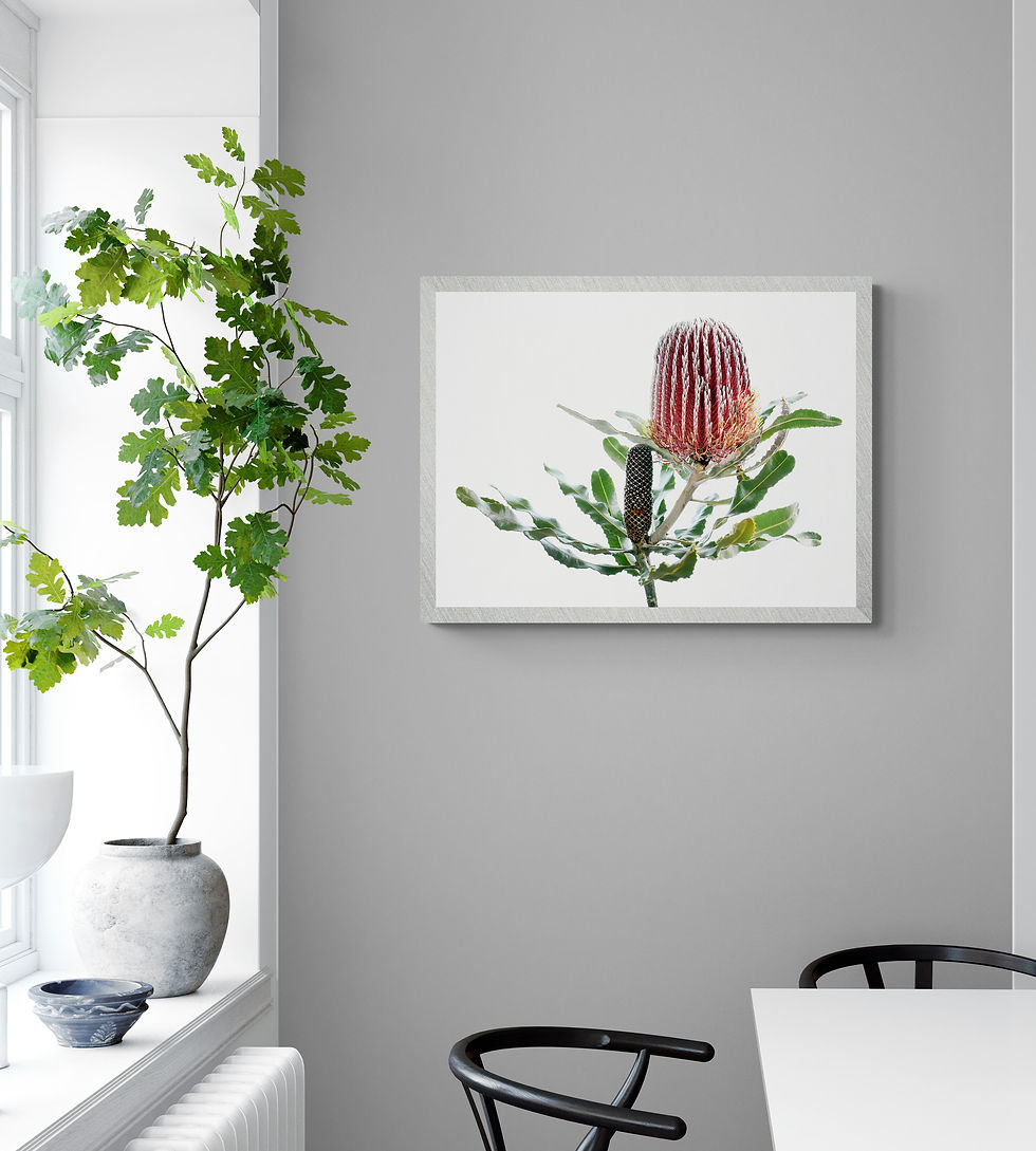 Thumbnail: Banksia Menziesii Firewood - Australian plant artwork - Photography print by Nadia Culph
