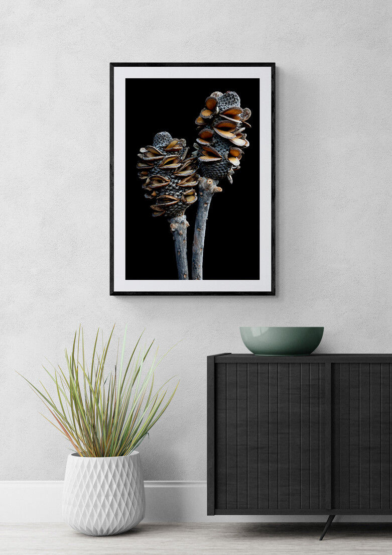 Thumbnail: Banksia Pods - Australian wall art - botanical photography print - by Nadia Culph