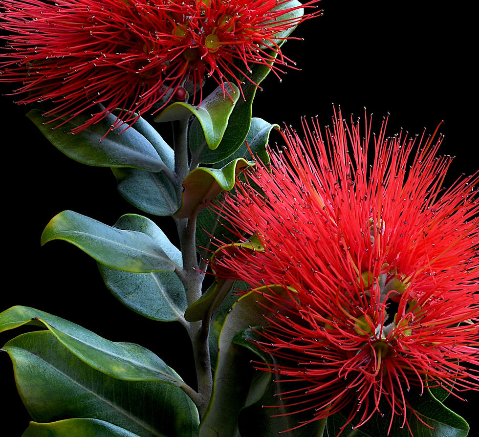 Thumbnail: New Zealand Christmas Bush print - Red floral wall art - Photography by Nadia Culph