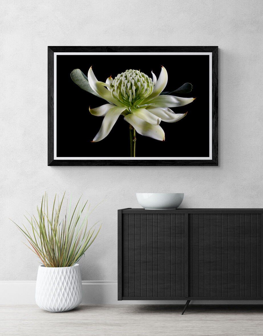 Waratah in White - Still life flower - Australian nature wall art print - photography by Nadia Culph