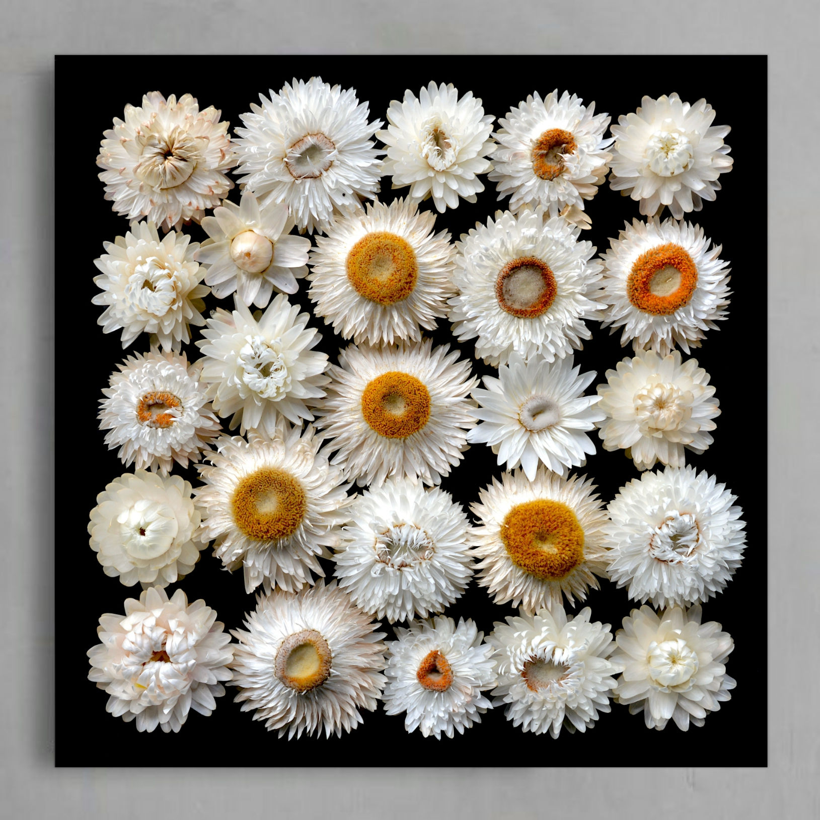 White Paper Daisies ~ Square Floral Wall Art Photography Print by Nadia Culph