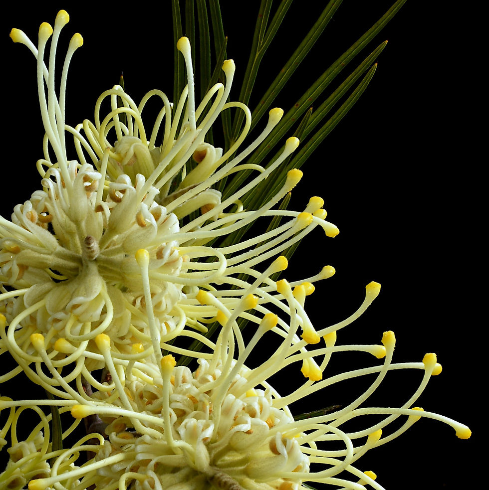 Thumbnail: Moonlight Grevillea print - Australian botanical wall art - nature photography - still life artwork by Nadia Culph