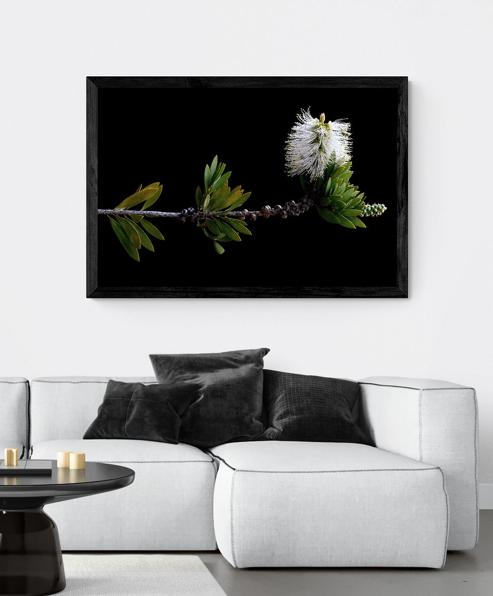 White Bottlebrush - Australian floral artwork - botanical wall art - photography print by Nadia Culph
