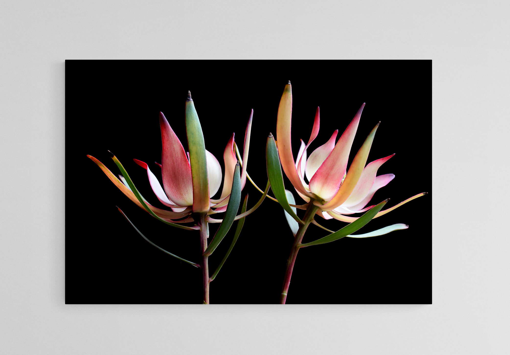Two Leucadendrons - Colourful floral still life - Flower photography print by Nadia Culph