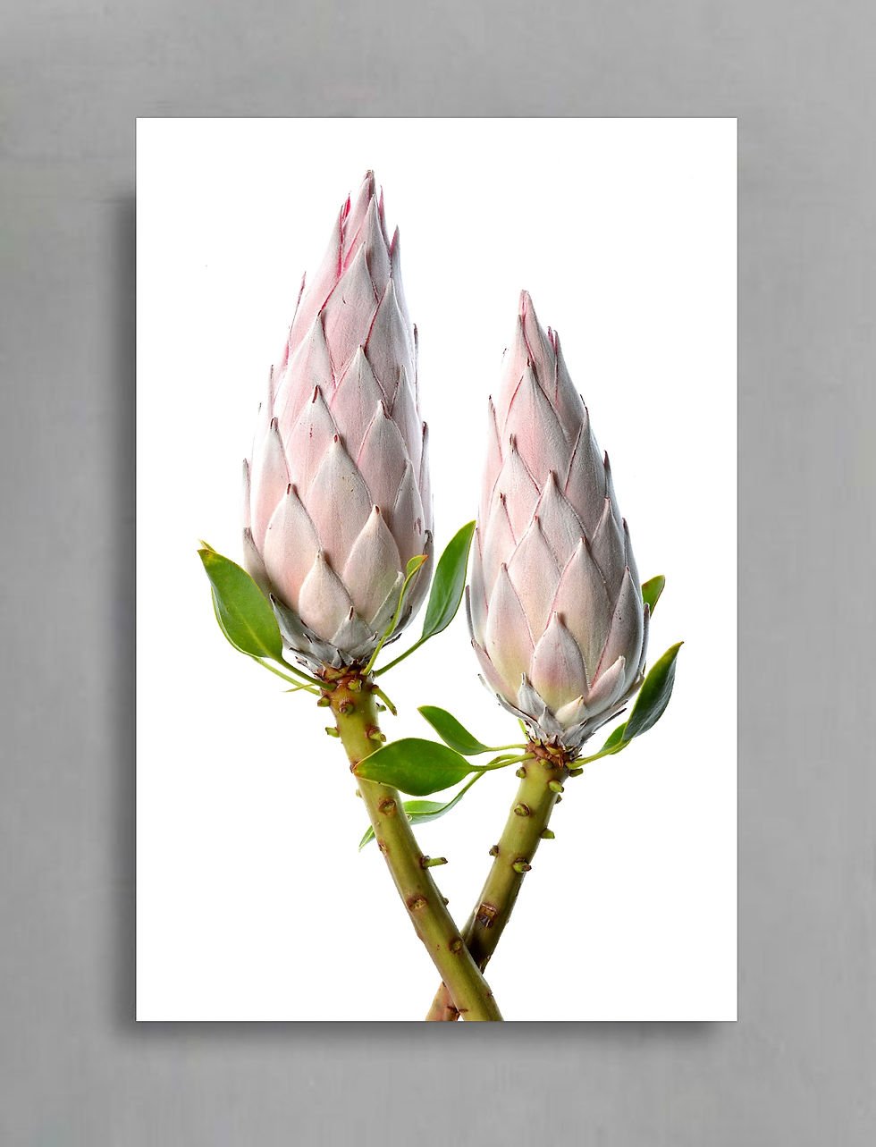Protea Pair ~ Floral Wall Art ~ Fine Art Flower Photography by Nadia Culph therandomimage.com