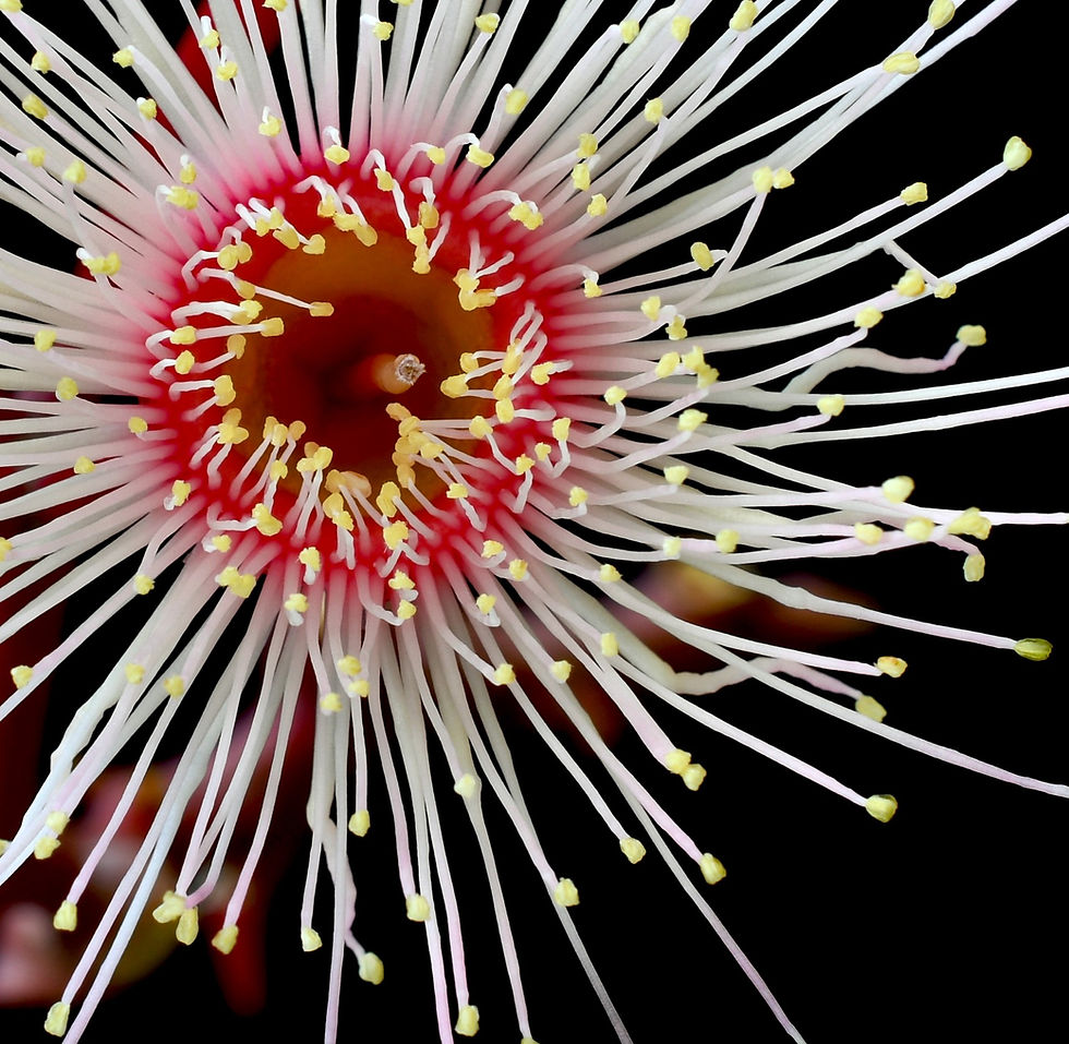 Thumbnail: Summer Beauty - Australian native flower artwork - macro photography print by Nadia Culph