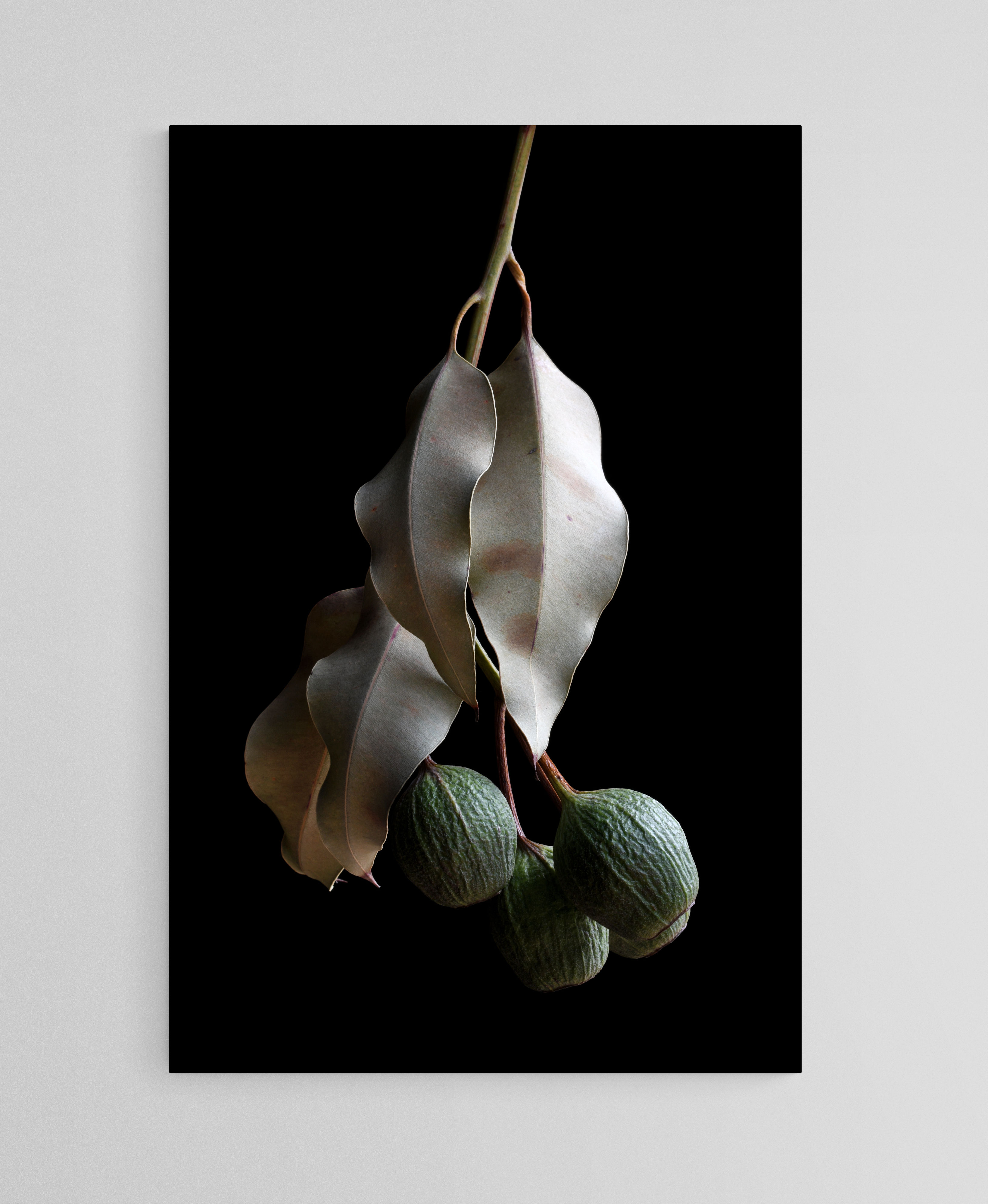 Dried Gum Nuts Stem - Australian botanical still life artwork - Green and black nature wall art - photography by Nadia Culph