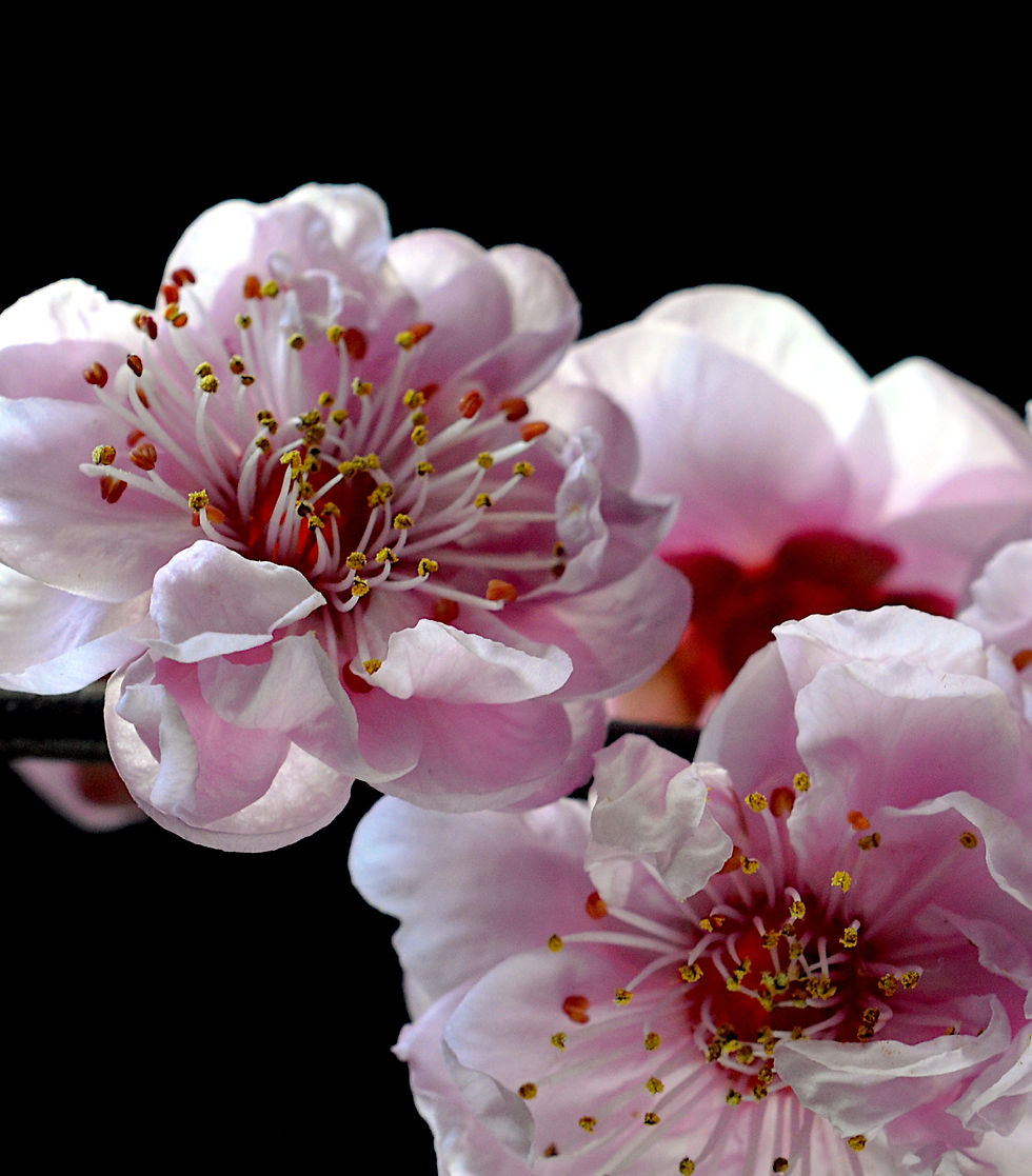 Thumbnail: Spring Blossoms ~ Pink Floral Wall Art ~ Fine Art Photography by Nadia Culph