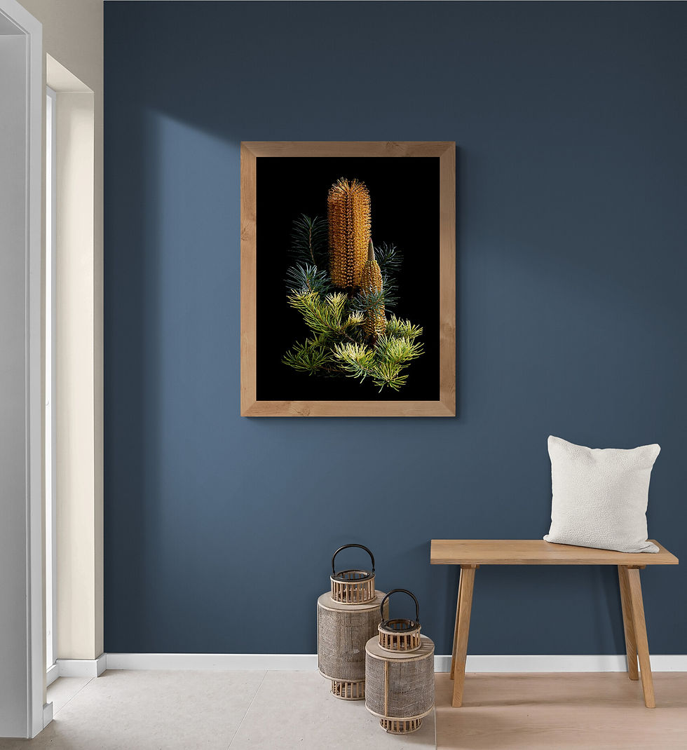 Banksia Ericifolia x Spinulosa - Australian nature artwork - Botanical wall art - still life photography print by Nadia Culph