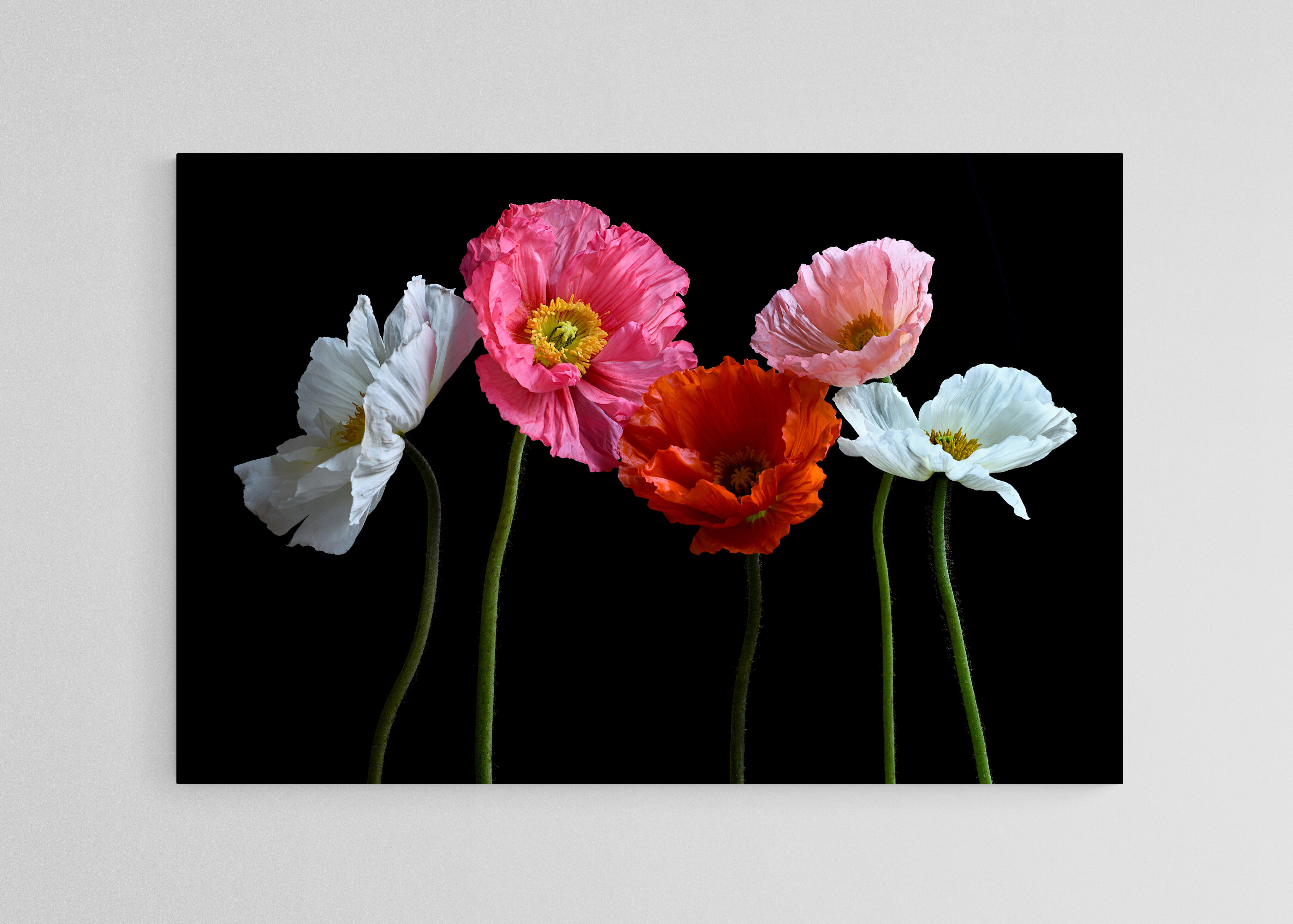 Five Poppies - Colourful floral wall art - flower photography print - Artwork by Nadia Culph