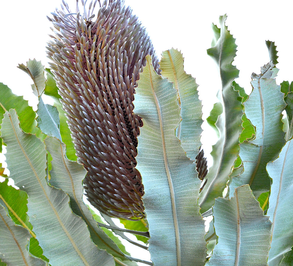 Thumbnail: Blue Banksia - Australian plant print - Botanical photography - Flower wall art by Nadia Culph